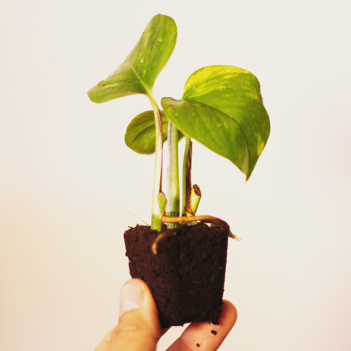 pothos plant small Golden Pothos Mini Plant – Plantaku