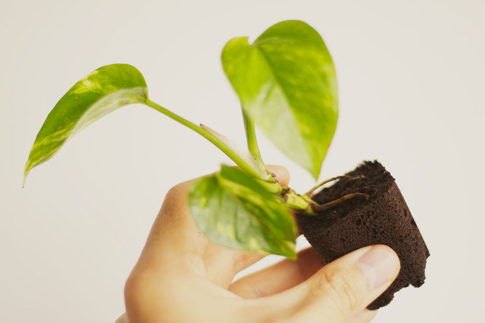 tiny pothos plant Golden Pothos Mini Plant – Plantaku