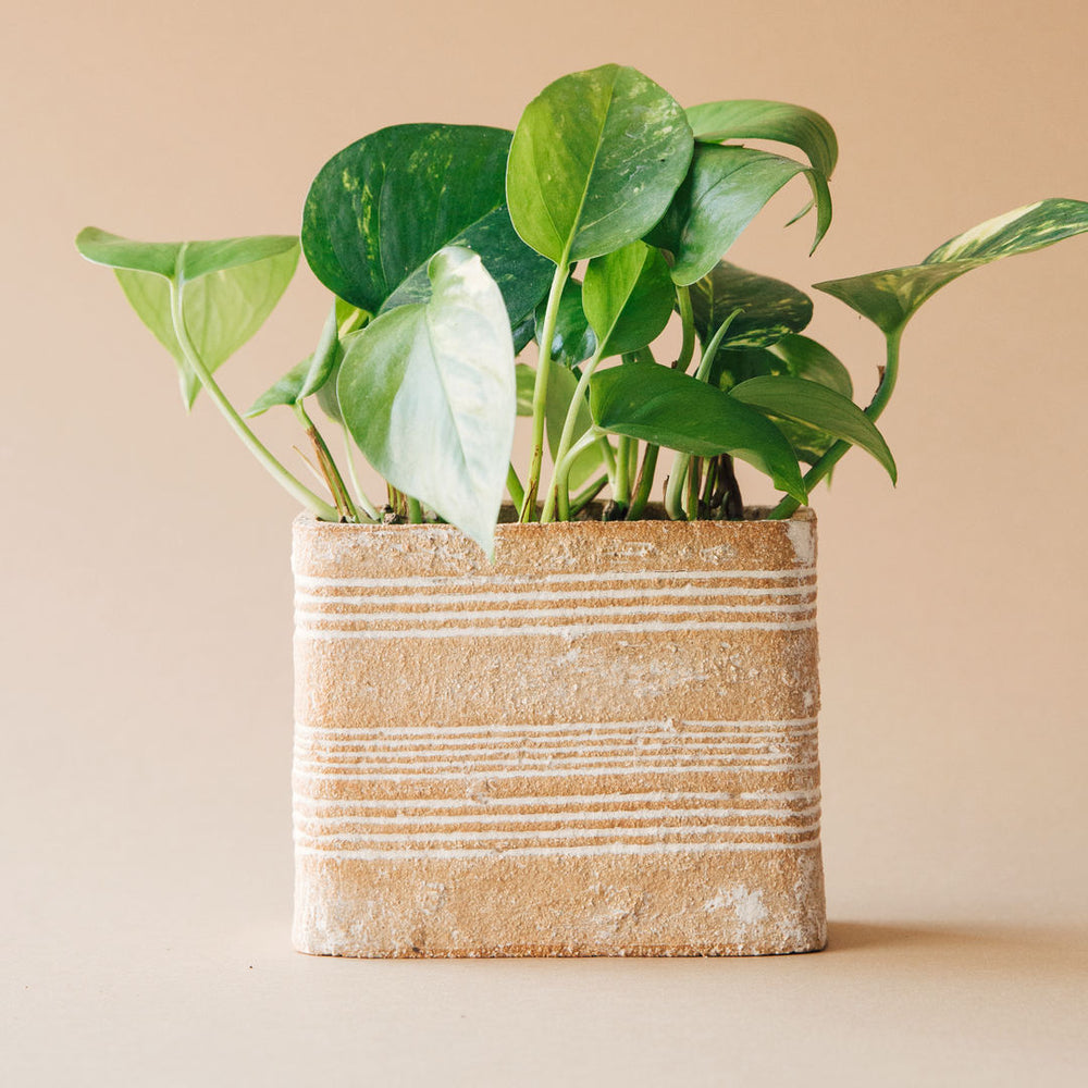 pothos mini Golden Pothos Mini Plant – Plantaku