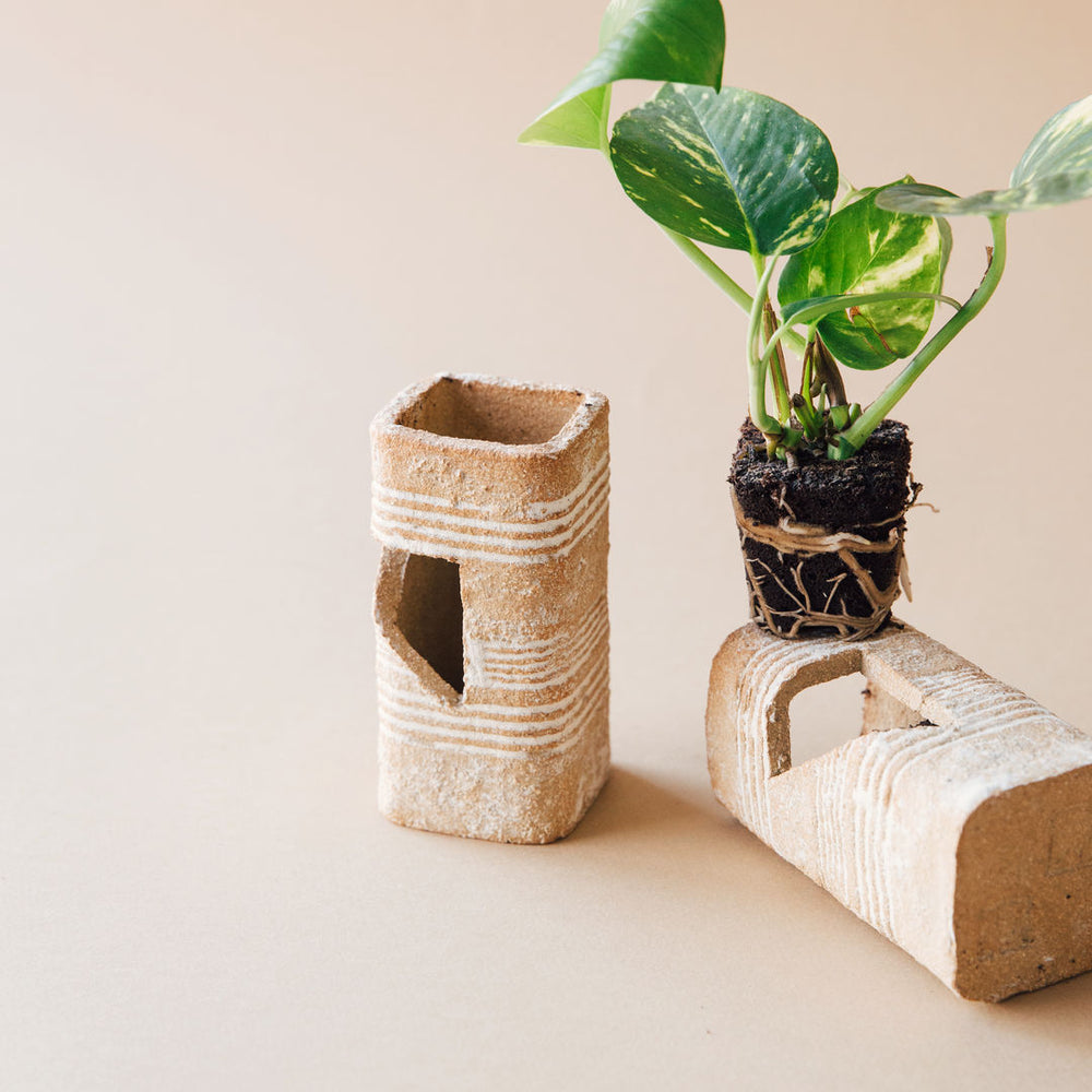 tiny pothos plant Golden Pothos Mini Plant – Plantaku