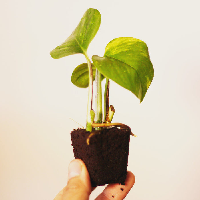 mini pothos Golden Pothos Mini Plant – Plantaku