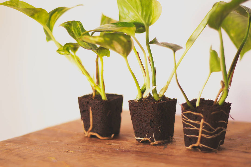 golden pothos for aquarium Golden Pothos Mini Plant – Plantaku
