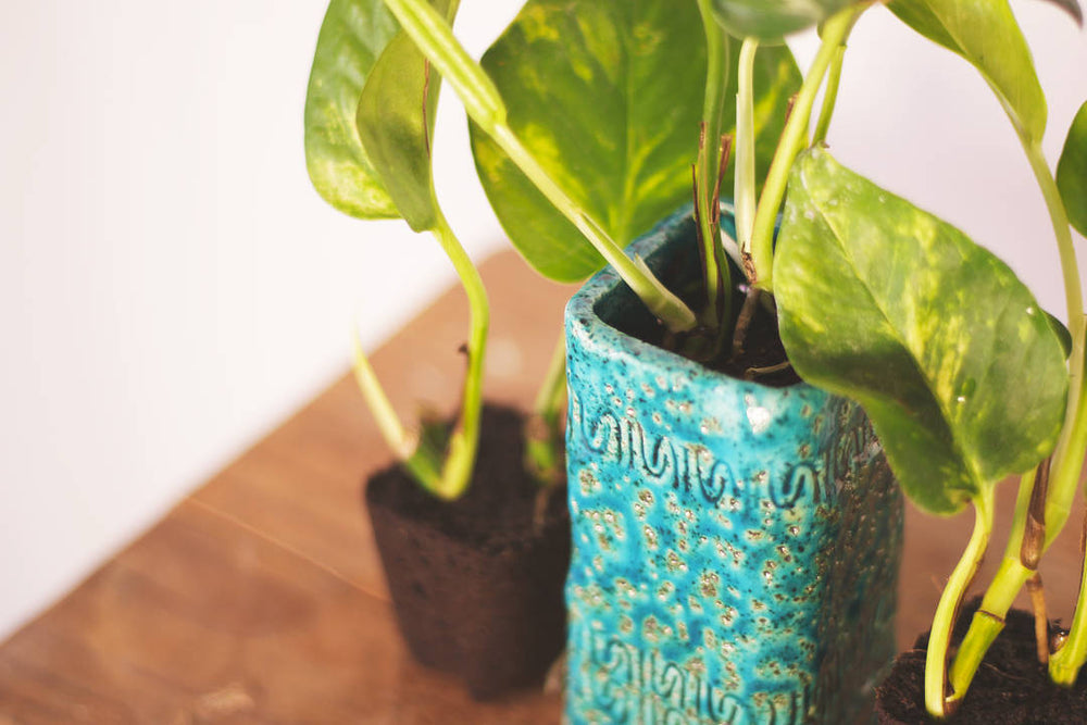 mini pothos plant Golden Pothos Mini Plant – Plantaku